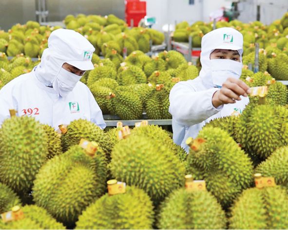 DỰ ÁN ĐẦU TƯ SẢN XUẤT, CHẾ BIẾN, NÔNG SẢN, LÂM SẢN, THỦY SẢN, HẢI SẢN TẬP TRUNG