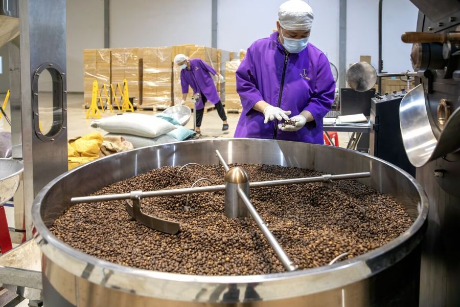 Nhà máy chế biến cà phê Robusta xuất khẩu