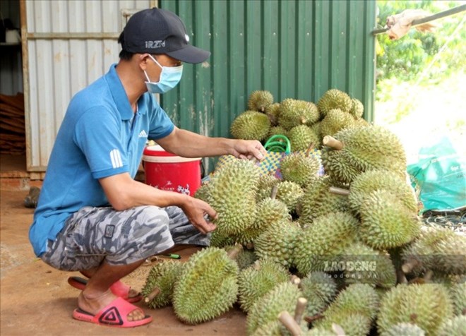 Sau-Rieng-2_11Zon