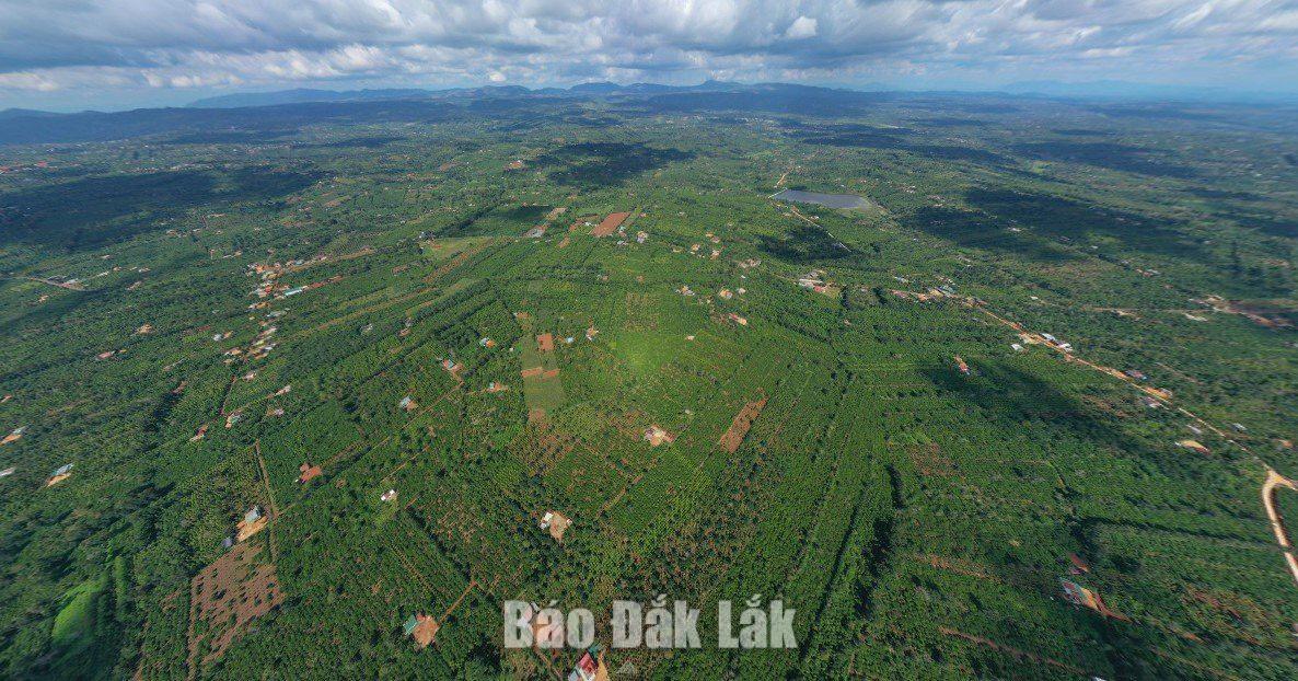 vung_trong_ca_phe_20260913004149_20260922145247